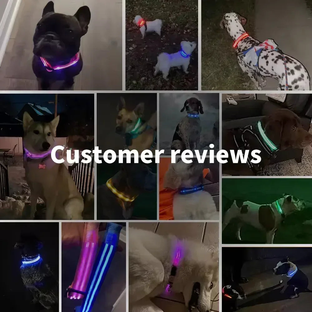 LED Dog Collar – Adjustable, Rechargeable & Reflective