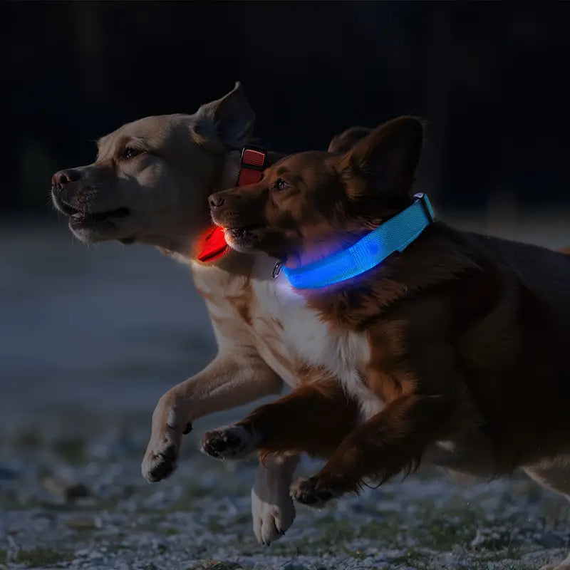 LED Dog Collar – Adjustable, Rechargeable & Reflective