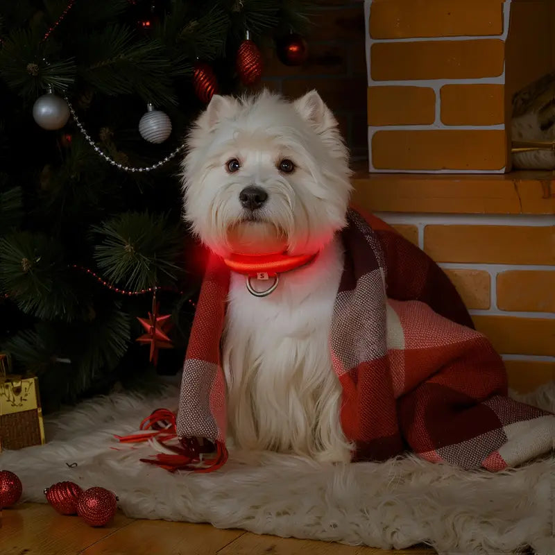 LED Dog Collar – Adjustable, Rechargeable & Reflective