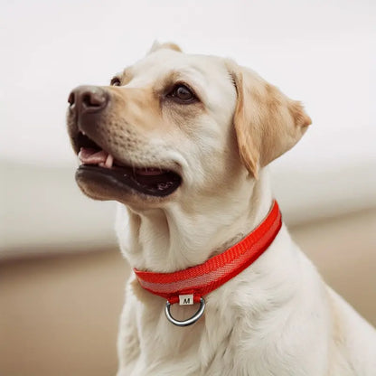 LED Dog Collar – Adjustable, Rechargeable & Reflective